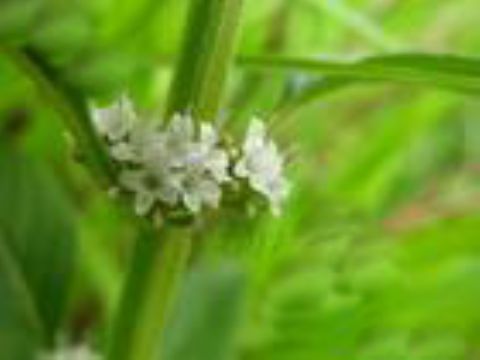 Mentha Haplocalyx Extract(Jesslie@Snowlotusbiotech.Com)